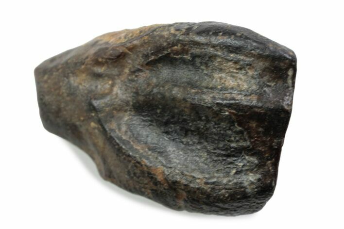 Fossil Triceratops Shed Tooth - Wyoming #376732